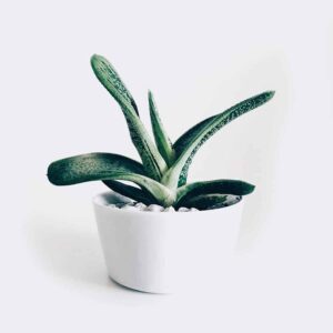 Accueil plant3 free img